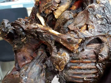 梅花鹿胎/鹿胎粉