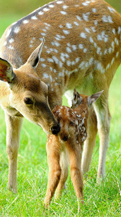 梅花鹿胎/鹿胎粉