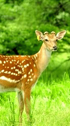 梅花鹿角帽/鹿角帽粉