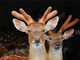 ��Ʒ¹��ѪƬ