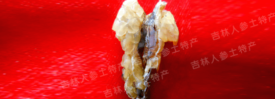 ����ɽҰ��������(ѩ��)