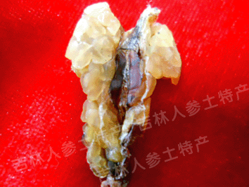 东北野生林蛙油/雪蛤油