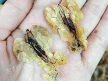 东北野生林蛙油/雪蛤油