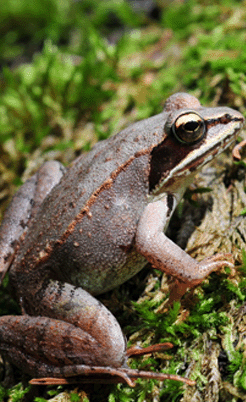 东北野生林蛙油/雪蛤油