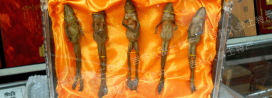 ����ɽҰ��������(ѩ��)