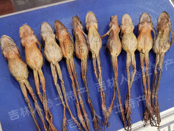 东北野生林蛙油/雪蛤油