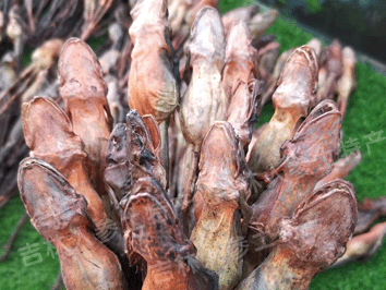 东北野生林蛙油/雪蛤油