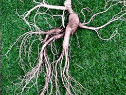 ����ɽҰɽ��(�����²�)