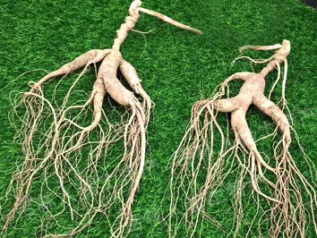 鲜林下参(野山参)