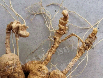 鲜林下参(野山参)