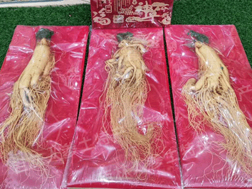 长白山保鲜参