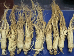 ����ɽ�ײ�(��ɹ��)