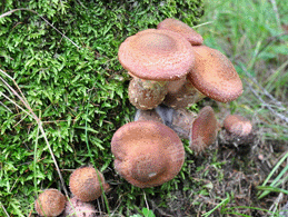 ����Ұ���Ģ