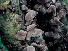 �������(��ľ��)