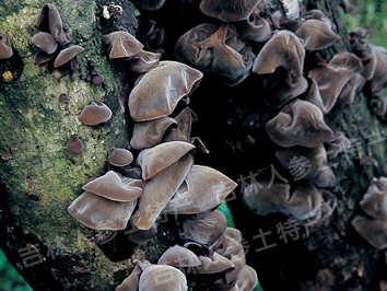 东北黑木耳(秋耳)