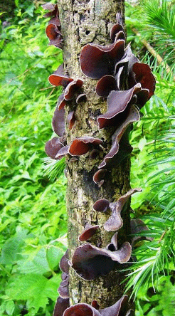 东北黑木耳(秋耳)