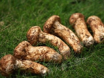 长白山野生松茸