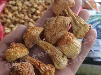 长白山野生松茸