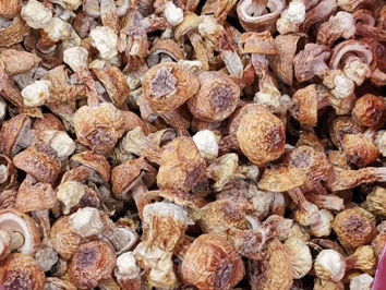 长白山野生松茸