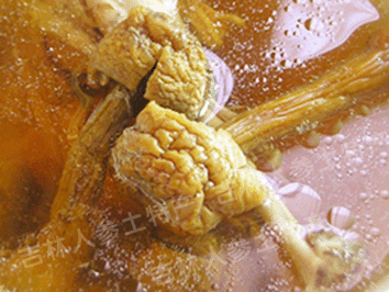 长白山野生松茸