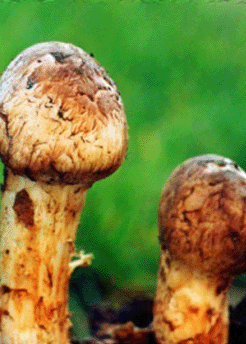 长白山野生松茸