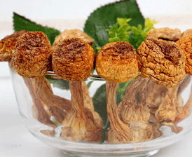 松茸适合的人群