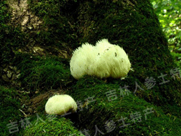 Ұ����ͷ��