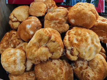 东北野生猴头菇