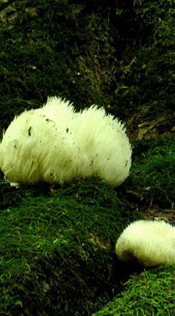 东北野生猴头菇的功效