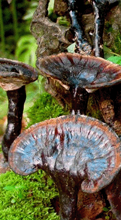 长白山野生灵芝