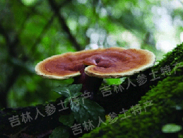 ����ɽҰ����֥