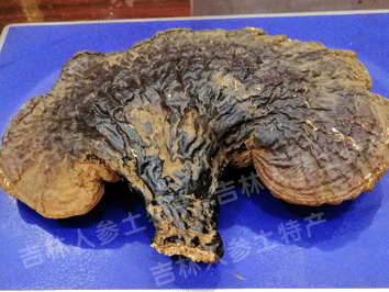 长白山野生灵芝