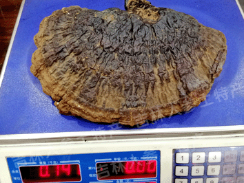 长白山野生灵芝