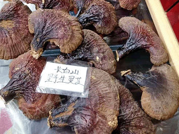 长白山野生灵芝