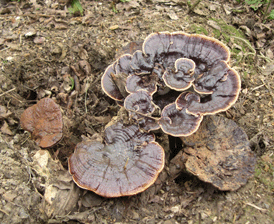 食用灵芝应该注意的事项