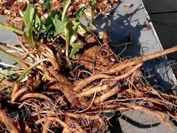 野生蒲公英根茶