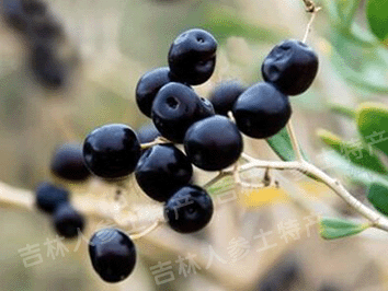 野生黑枸杞