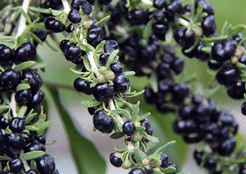 野生黑枸杞