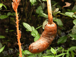 ����Ұ������