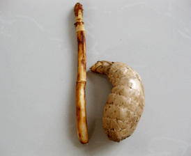 野生天麻应注意的事项