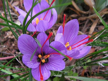 进口伊朗藏红花