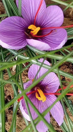 进口伊朗藏红花