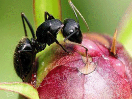 ����ɽ������