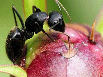 长白山野生蚂蚁