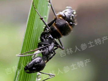 长白山野生蚂蚁