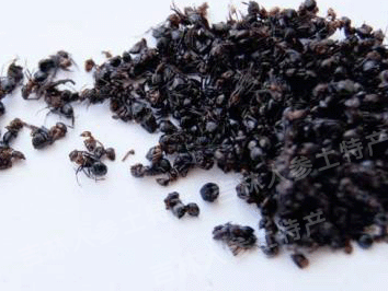 长白山野生蚂蚁