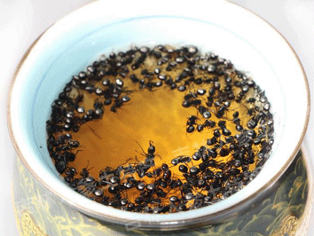 长白山野生蚂蚁