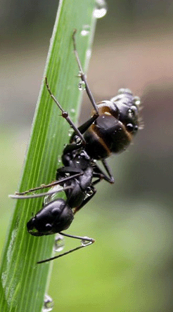 长白山野生蚂蚁