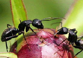 长白山野生黑蚂蚁适合的人群