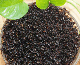 黑蚂蚁灌胶囊服用